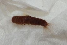 皮蠹幼蟲從哪來(lái)，用專用的殺蟲劑噴灑