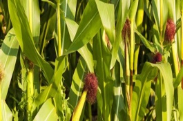 金誠332玉米栽培技術(shù)要點(diǎn)，足墑播種