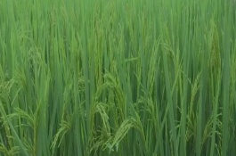 株兩優(yōu)10水稻栽培技術(shù)要點，拋栽密度每平方米30蔸