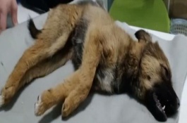 犬貓氨基糖苷類抗生素中毒治療方案，可致機(jī)體麻木、頭昏、耳鳴等