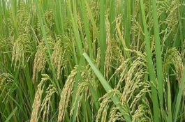 吉農(nóng)大531水稻栽培技術(shù)要點(diǎn)，中抗稻瘟病