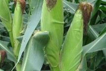 秀春1號(hào)玉米栽培技術(shù)要點(diǎn)，注意防治地下害蟲(chóng)