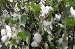 邯686棉花栽培技術(shù)要點(diǎn)，生育期108天
