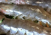 青蝦越冬如何管理，長(zhǎng)成小蝦才能投放鰱、鳙等魚(yú)種
