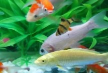 養(yǎng)魚可以用什么水，井水、江河湖水、泉水都可以