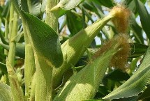 米糯1157玉米栽培技術(shù)要點，種植密度不宜過大