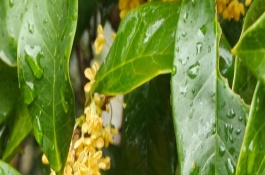 桂花的葉子掉光了還能成活嗎，只要根部沒受損便可活