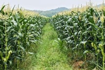 福中玉1028玉米栽培技術要點，播期應根據(jù)當?shù)氐牟缈诎才? title=