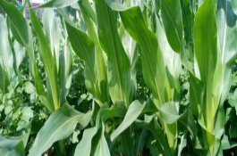 奧玉503玉米栽培技術(shù)要點(diǎn)，中抗莖腐病