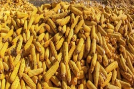 阜研168玉米栽培技術(shù)要點(diǎn)，中抗彎孢菌葉斑病1-5級(jí)