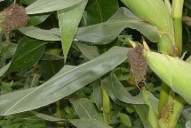 美達(dá)108玉米栽培技術(shù)要點(diǎn)，北部6日20日前完成播種