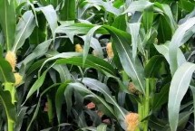 飛天88玉米栽培技術(shù)要點(diǎn)，中抗粗縮病