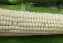 高油玉808玉米栽培技術(shù)要點，高抗大斑病