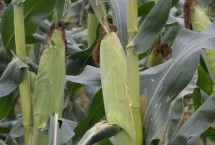 星銳813玉米栽培技術(shù)要點(diǎn)，高抗其他玉米病蟲害