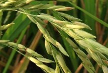 華浙優(yōu)261水稻栽培技術(shù)要點，每畝栽3－5萬穴