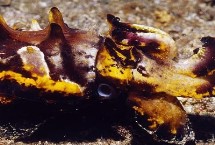 印尼墨魚的毒性毒理，產(chǎn)于印度尼西亞、馬來西亞等地區(qū)