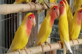 鸚鵡如何驅(qū)體內(nèi)蟲，需要分情況處理