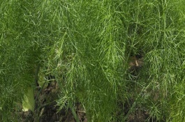 茴香的種植管理技術(shù)，播種前需浸種一天
