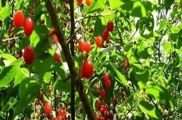 大棚櫻桃進入花期怎么管理，采取的措施取決于發(fā)生原因