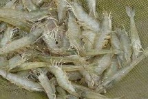 南美白對蝦的簡介，產(chǎn)量高、價值高、抗病力強(qiáng)