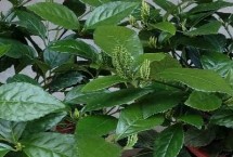 珠蘭花栽培注意事項(xiàng)，常用壓條、扦插和分株繁殖