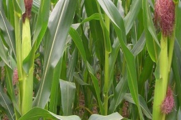 晟玉18玉米栽培技術(shù)要點(diǎn)，中抗莖腐病