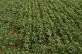 中黃58大豆栽培技術(shù)要點(diǎn)，種植密度每畝3-5萬株
