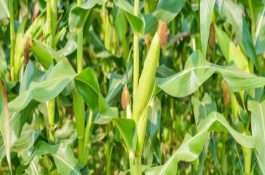 五谷702玉米栽培技術(shù)要點(diǎn)，中抗彎孢菌葉斑病5MR