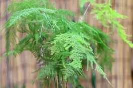 怎么養(yǎng)殖盆栽文竹，因受到暴曬而發(fā)黃需轉移到半陰處