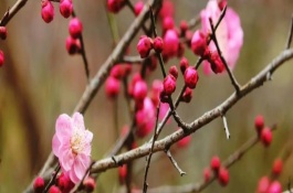 梅花的開放時(shí)間，通常為1-3月份