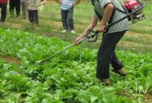喹硫磷屬于限用農(nóng)藥嗎，非限用農(nóng)藥、可對蔬菜使用