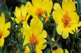 午時(shí)花在什么時(shí)候開(kāi)，屬于梧桐科一年生草本植物