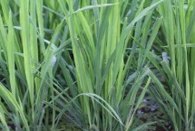 西大淡葉3號(hào)水稻栽培技術(shù)要點(diǎn)，注意防治紋枯病和稻瘟病