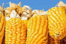 暄糯815玉米栽培技術要點，暄糯815玉米種子特征特性