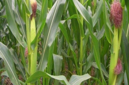 春玉101玉米栽培技術(shù)要點(diǎn)，中抗莖腐病