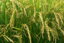 淮稻59水稻栽培技術(shù)要點(diǎn)，機(jī)插秧5月底至6月初播種