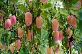 蘋果樹栽種后多久開花結(jié)果，將生長過長枝條進行短截處理