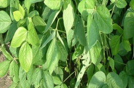 佳欣1號(hào)大豆栽培技術(shù)要點(diǎn)，該品種亞有限結(jié)莢習(xí)性
