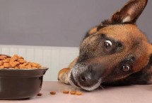 哪些寵物狗比較便宜，一般喂食商品狗飼料