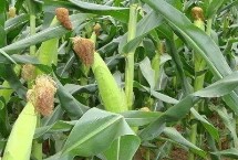 興達8號玉米栽培技術(shù)要點，出苗至成熟140天