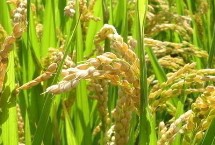 野香優(yōu)華寶占水稻栽培技術要點，注意防治各種病蟲害