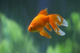 金魚背鰭不立起來怎么辦，分為尾鰭、臀鰭、背鰭、腹鰭、胸鰭這5個