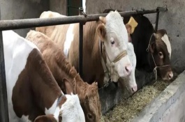 母牛產后十天流血怎么回事，可以加大它們的飼料投喂量