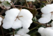 惠遠(yuǎn)1502棉花栽培技術(shù)要點(diǎn)，春播生育期122天