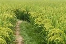 保農(nóng)8號水稻栽培技術要點，生育期約138天左右