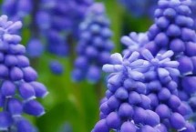 生長習(xí)性，20世紀(jì)50年代開始傳入中國