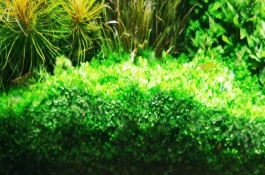 種植爬地矮珍珠要注意什么，保持適溫可避免植株被凍死
