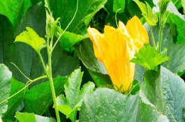 南瓜開花但是不結(jié)果怎么辦，可以適時摘心、疏密處理