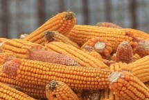 金穗315玉米栽培技術(shù)要點，出苗至成熟120天