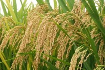 宇兩優(yōu)827水稻栽培技術要點，秧田畝播種量8－10千克